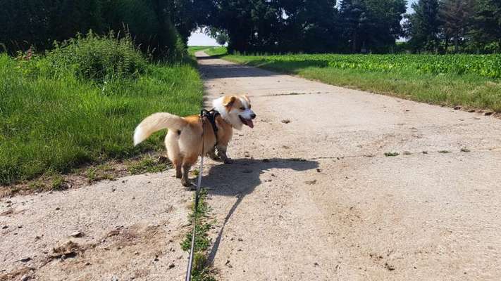 Hundetreffen-Suchen nette Begleitung zum Gassigehn und Spielen-Bild