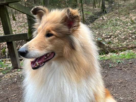 Reinrassige Hunde?-Beitrag-Bild