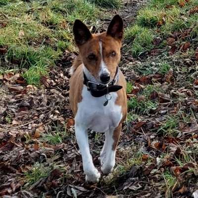 Reinrassige Hunde?-Beitrag-Bild