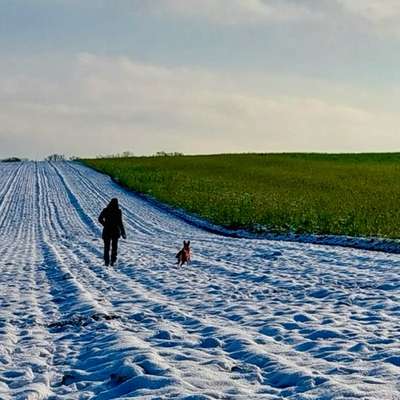 Hundetreffen-Gemeinsam Spazieren gehen-Bild