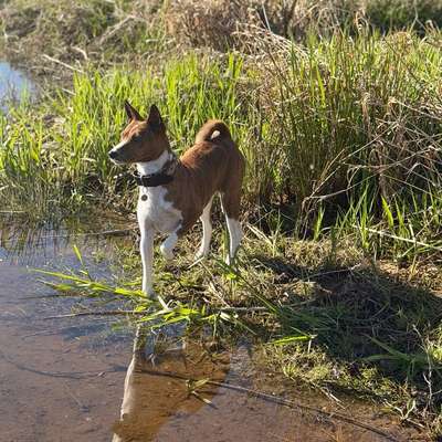 Hundetreffen-Spazieren gehen-Bild