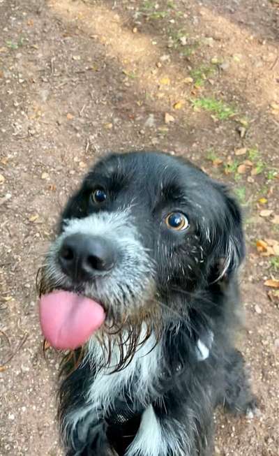 Fotochallenge Nr. 59 - Mein Hund zeigt die Zunge-Beitrag-Bild