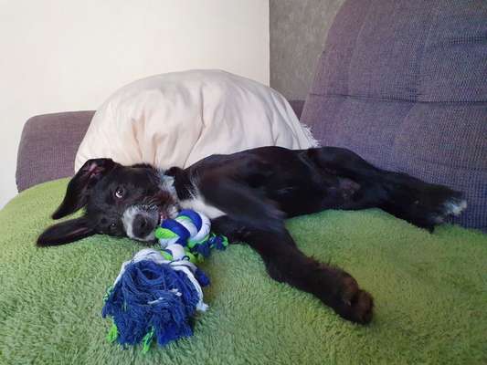 Welpen Bilder !-Beitrag-Bild