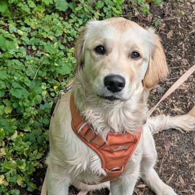 Hundetreffen-Gassitreff Mücke-Bild