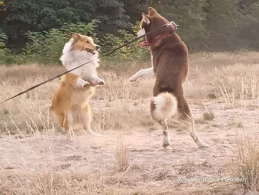 Hundetreffen-Gemeinsame Spaziergänge und spielen (ohne Leine)-Bild