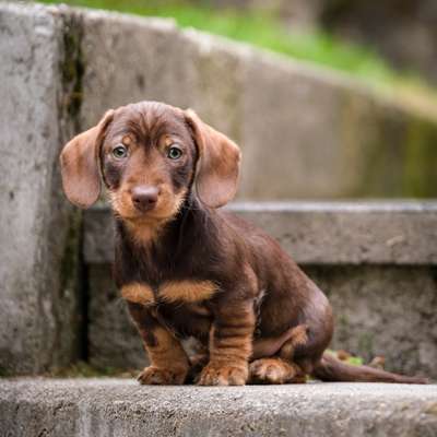 Hundetreffen-Welpen-/ Junghundetreffen für kleine Hunde-Bild