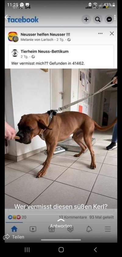 Entlaufene, Gefundene und Vermisste Hunde-Beitrag-Bild