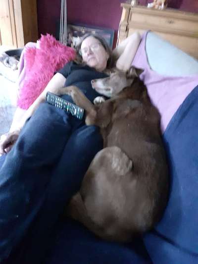 Vertrauen zwischen Hund und Halter-Beitrag-Bild