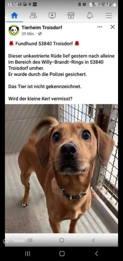 Entlaufene, Gefundene und Vermisste Hunde-Beitrag-Bild