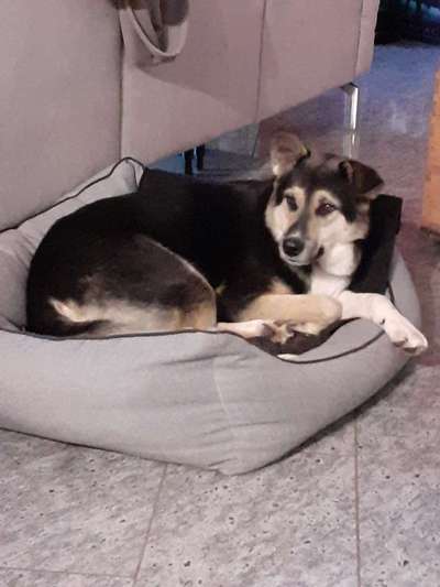 Tierschutzhunde suchen ein Zuhause-Beitrag-Bild