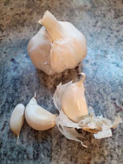 Hochwertiges / Bedarfsgerechtes Nassfutter (ohne Barfen), welches nur?-Beitrag-Bild