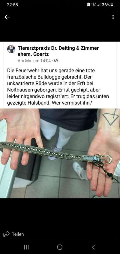 Entlaufene, Gefundene und Vermisste Hunde-Beitrag-Bild