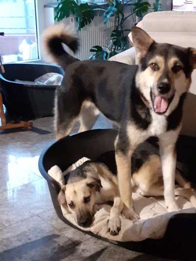 Tierschutzhunde suchen ein Zuhause-Beitrag-Bild