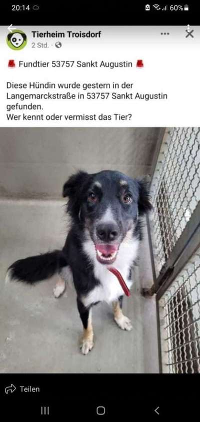 Entlaufene, Gefundene und Vermisste Hunde-Beitrag-Bild