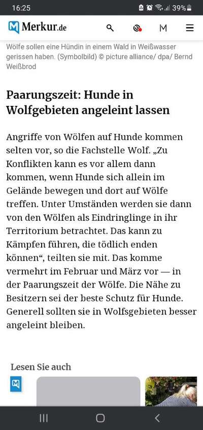 Wolfsbegegnung-Beitrag-Bild