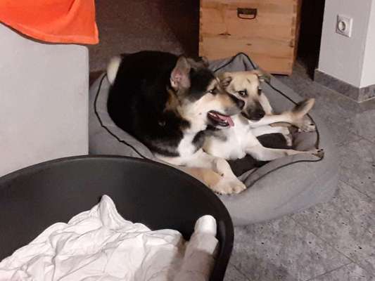 Tierschutzhunde suchen ein Zuhause-Beitrag-Bild