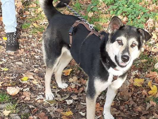 Tierschutzhunde suchen ein Zuhause-Beitrag-Bild