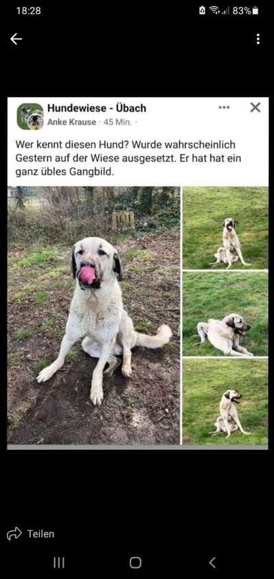 Entlaufene, Gefundene und Vermisste Hunde-Beitrag-Bild