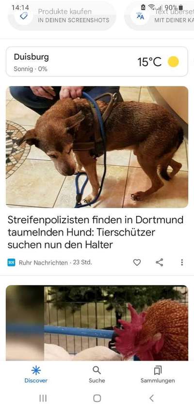 Hund gefunden-Beitrag-Bild