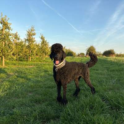 Hundetreffen-Gassirunde/Training-Bild