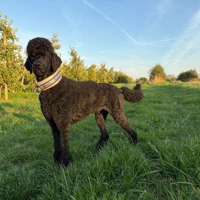 Hundetreffen-Gassirunden / Training-Bild