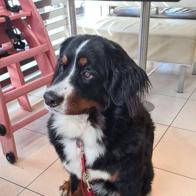 Hundetreffen-Gassi gehen