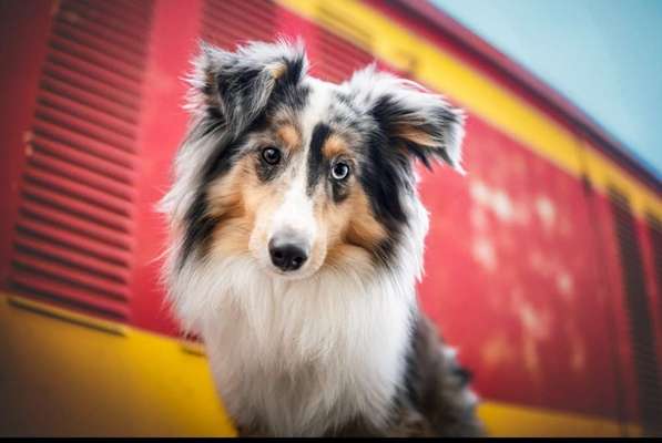 Shelties-Beitrag-Bild