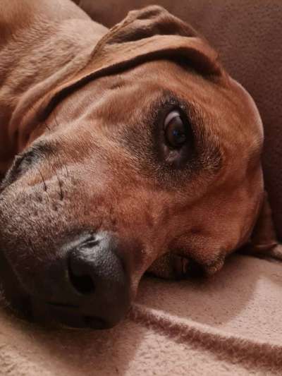 Rhodesian Ridgeback-Beitrag-Bild