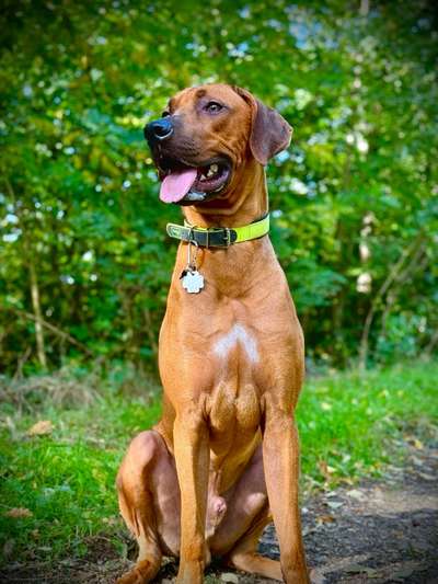 Hundetreffen-Hundetreffen zum toben-Bild