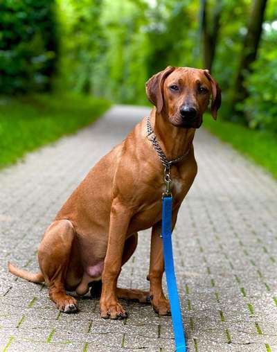 Hundetreffen-Spielpartner gesucht zum spazieren gehen 🥰-Bild