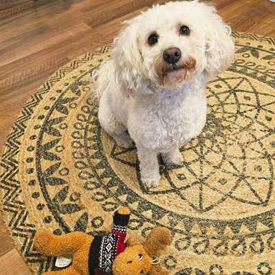 Hundetreffen-Malti sucht Spielkameraden-Bild