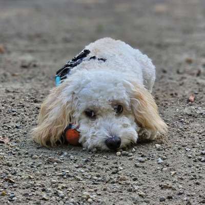 Hundetreffen-Playdates in Steglitz Insulaner/Steglitzer Volkspark/Gemeindepark Lankwitz-Bild