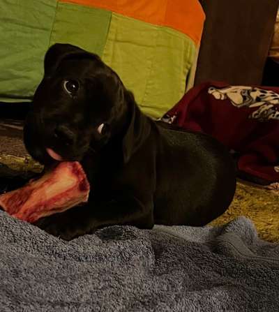 Hundetreffen-Welpentreffen in Mörfelden-Bild