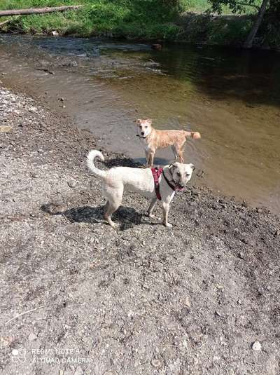 Die Dogorama Wochen Challenge "Friends will be Friends"-Beitrag-Bild