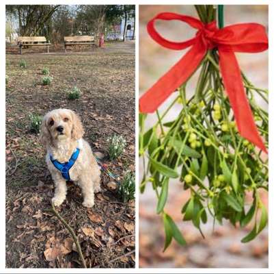 Wie heißt dein Hund?-Beitrag-Bild