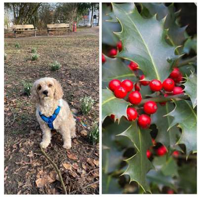 Wie heißt dein Hund?-Beitrag-Bild