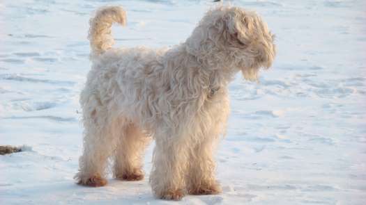 Dogorama Photo Challenge - Winterstimmung-Beitrag-Bild