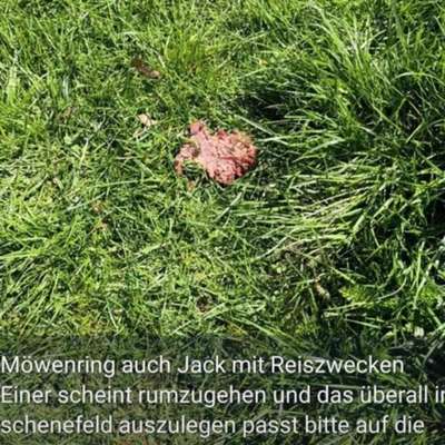 Giftköder-Hack mit Reiszwecken-Bild