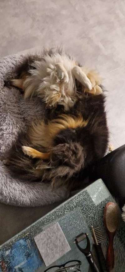 Collies gesucht-Beitrag-Bild