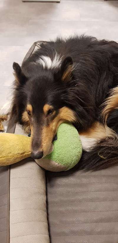 Collies gesucht-Beitrag-Bild