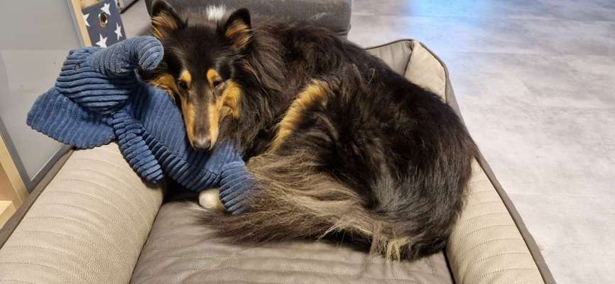 Collies gesucht-Beitrag-Bild