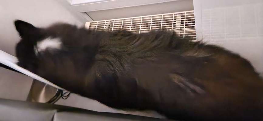 Collies gesucht-Beitrag-Bild