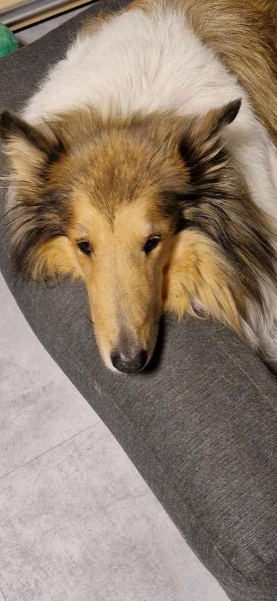 Collies gesucht-Beitrag-Bild