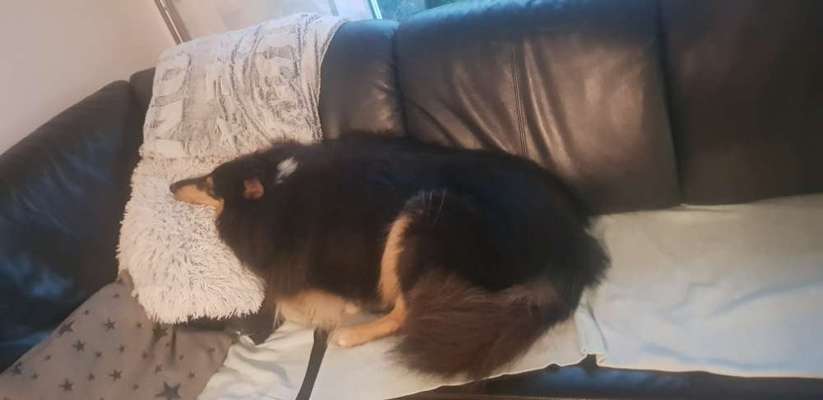 Collies gesucht-Beitrag-Bild