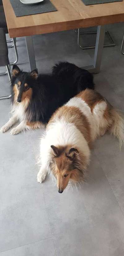 Collies gesucht-Beitrag-Bild