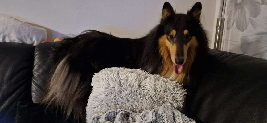 Collies gesucht-Beitrag-Bild