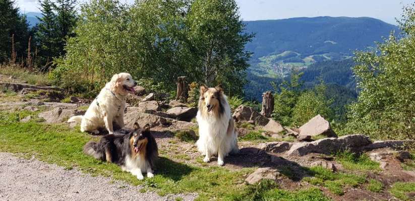 Collies gesucht-Beitrag-Bild