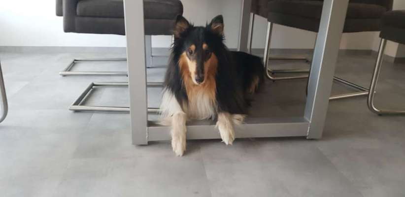 Collies gesucht-Beitrag-Bild
