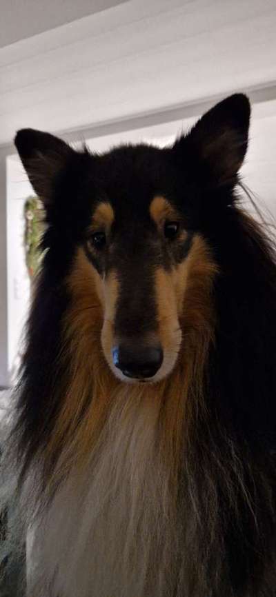 Collies gesucht-Beitrag-Bild
