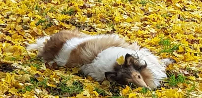 Collies gesucht-Beitrag-Bild